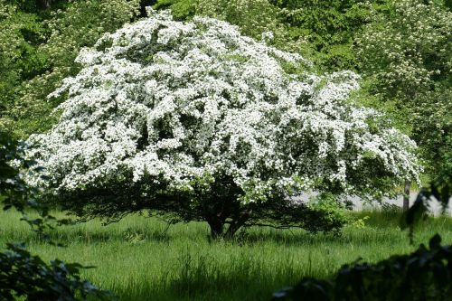 tree fruit tree forest