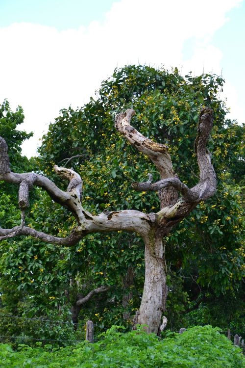 tree dry landscape