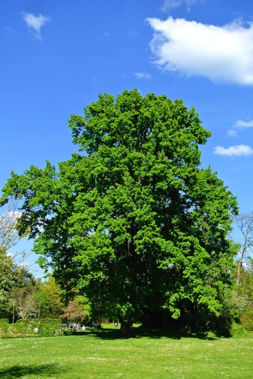 tree summer sky