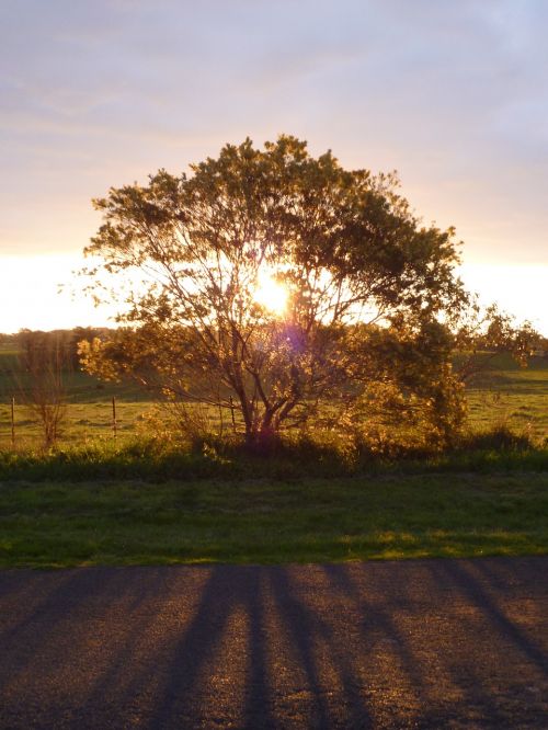 tree sunset light