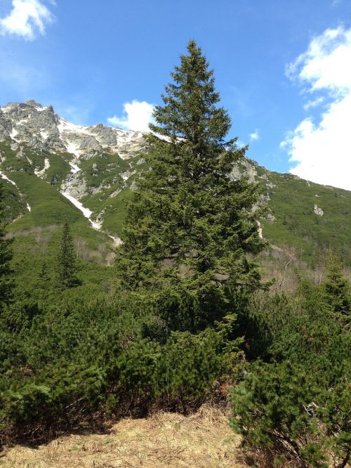 tree spruce nature