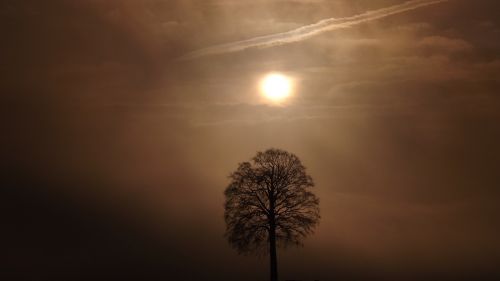 tree sunrise fog