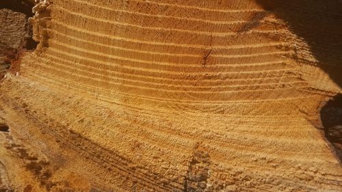 tree saw cut circles