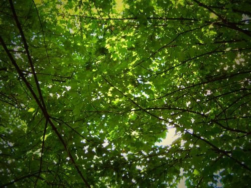 tree nature leaves