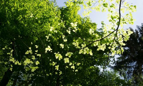 tree branches sun