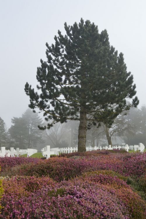 tree cemetery american