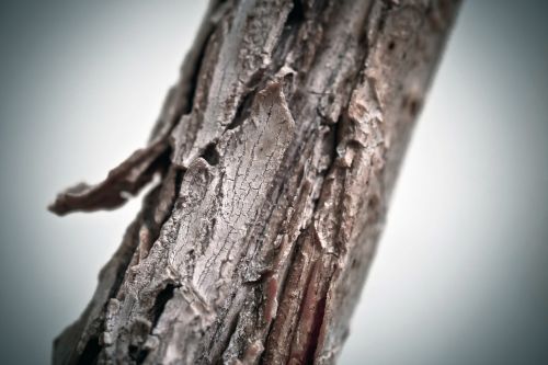 tree branch bark
