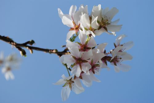 tree cherry branch