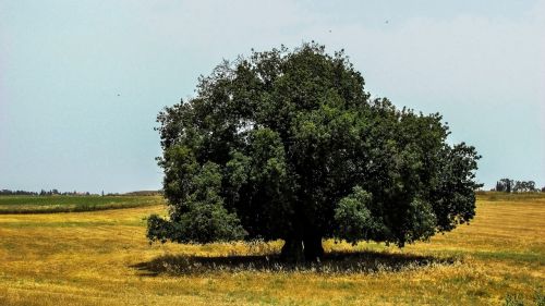 tree field landscape