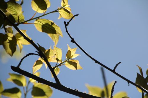 tree the leaves sunshine