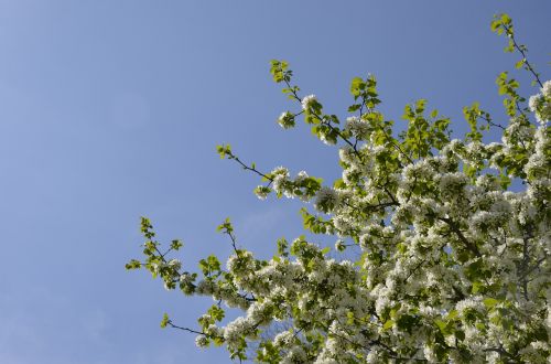 tree bloom flowers