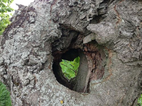 tree bark heart