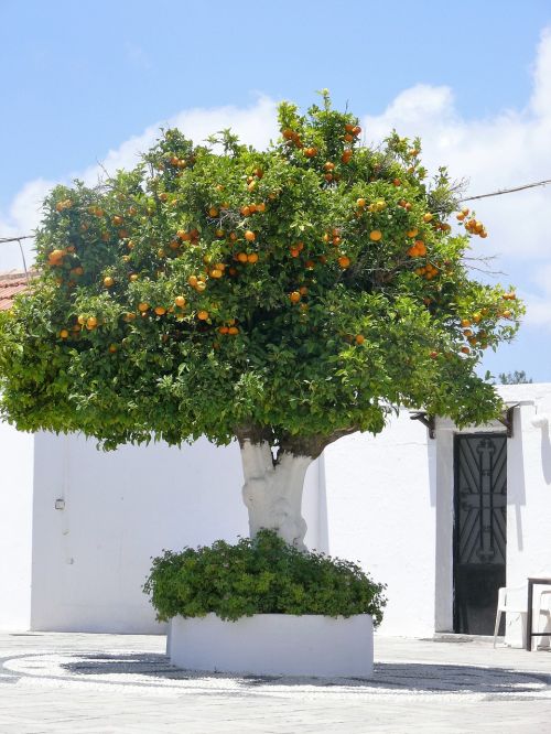 tree oranges nature