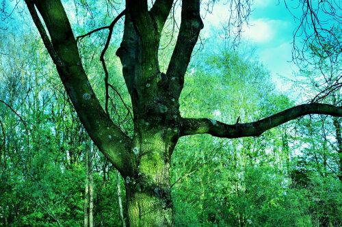 tree branch trunk