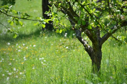 tree meadow landscape