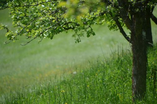 tree meadow landscape