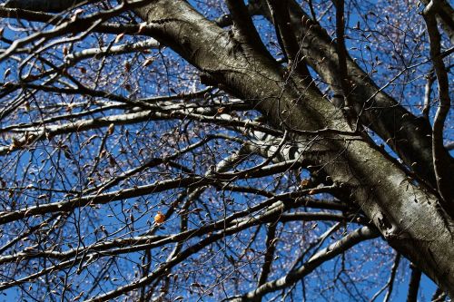 tree sky trees