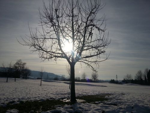 tree winter picture nature