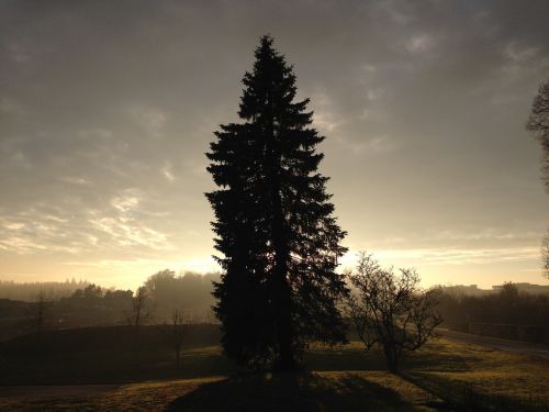 tree sunset nature