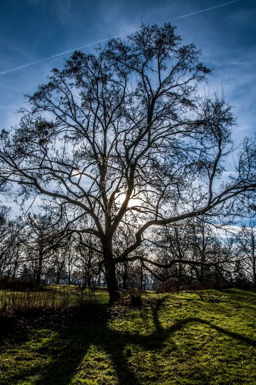 tree light backlight