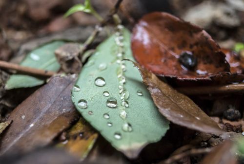 tree leaf water drop
