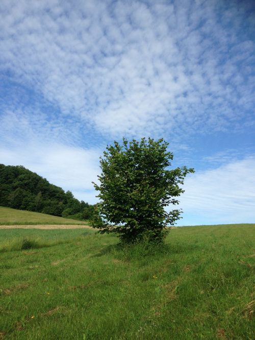 tree sky nature