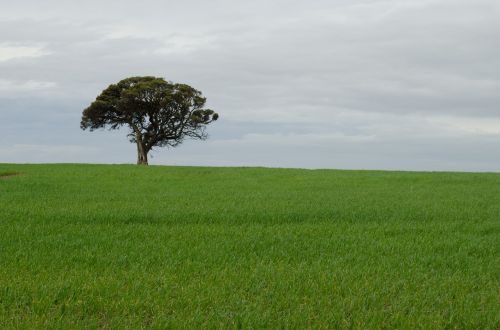 tree alone lonely wheat
