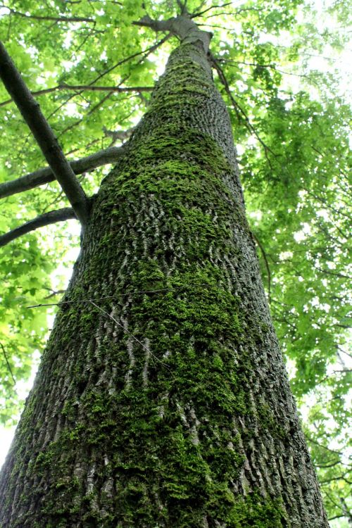 tree trunk moss