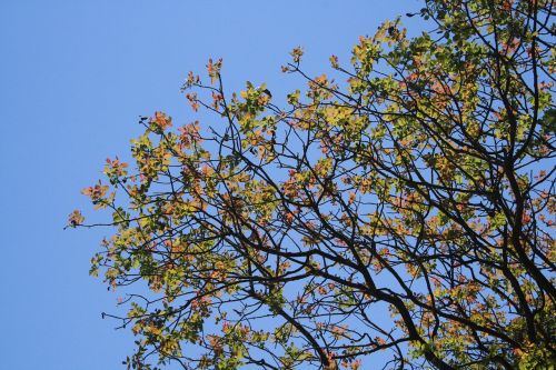 tree foliage leaves