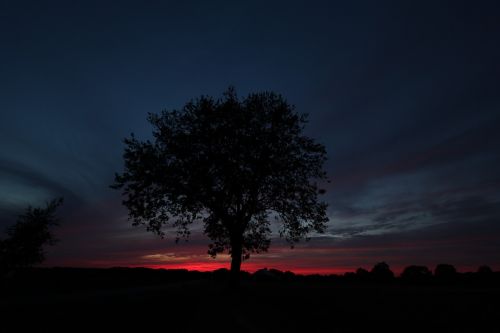 tree evening twilight