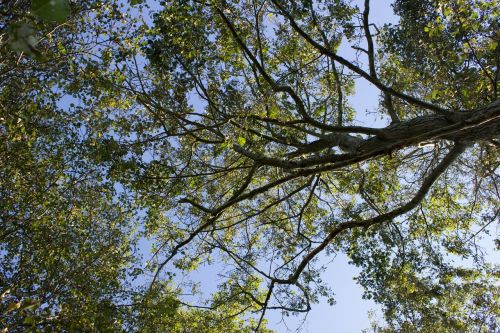 tree below green