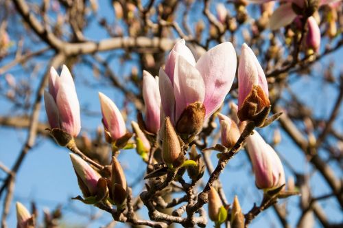 tree flower blossoms