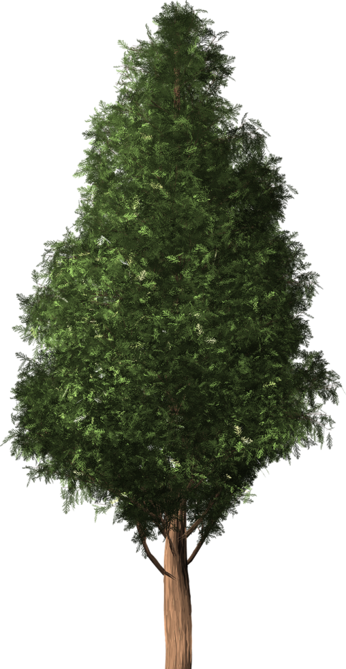 tree chilean cedar austrocedrus chilensis