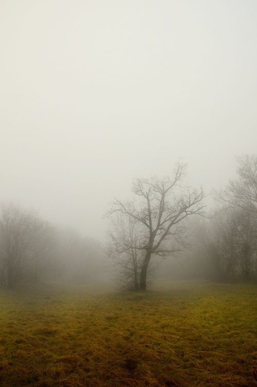 tree fog dry branch