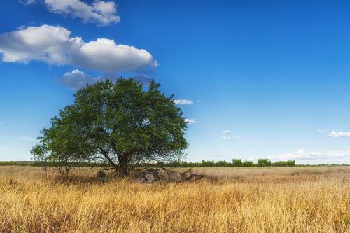 tree landscape nature