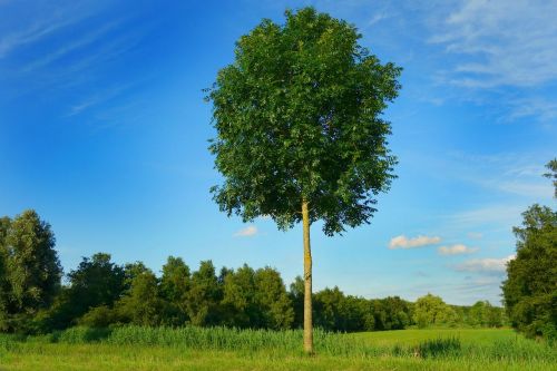 tree lonely tree field