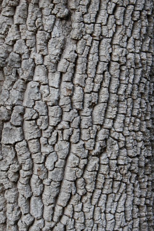 tree bark background