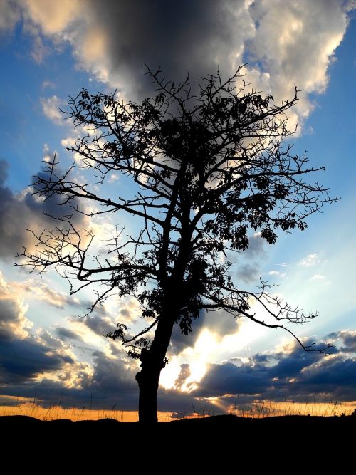 tree silhouette twilight