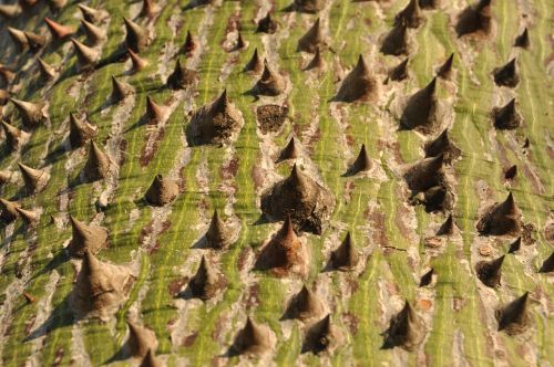 tree bark spur