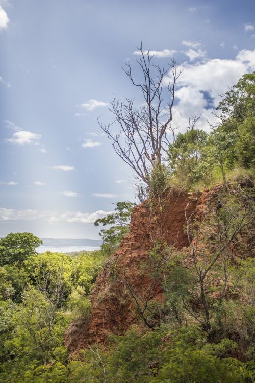 tree landscape forest