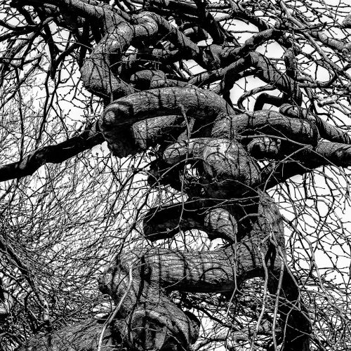 tree screw black and white