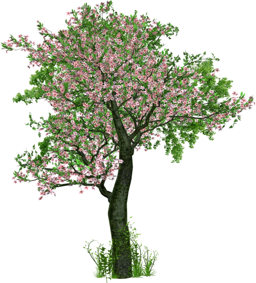 tree deciduous tree flowers