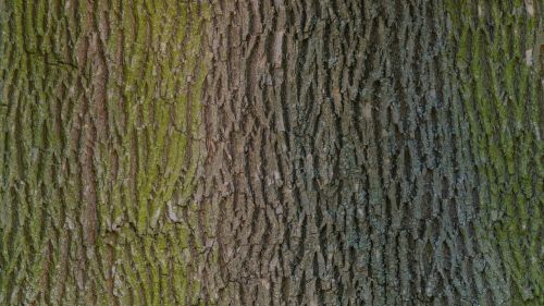 tree bark wood