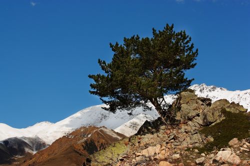 tree mountains elbrus