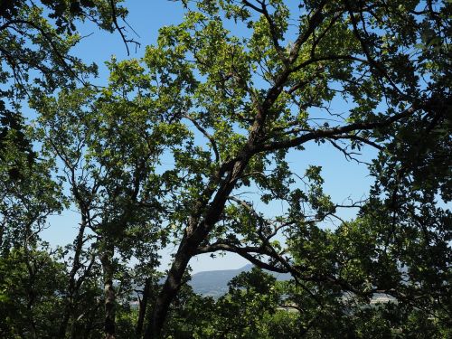 tree oak forest