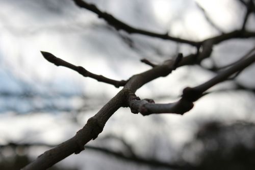 tree nature garden