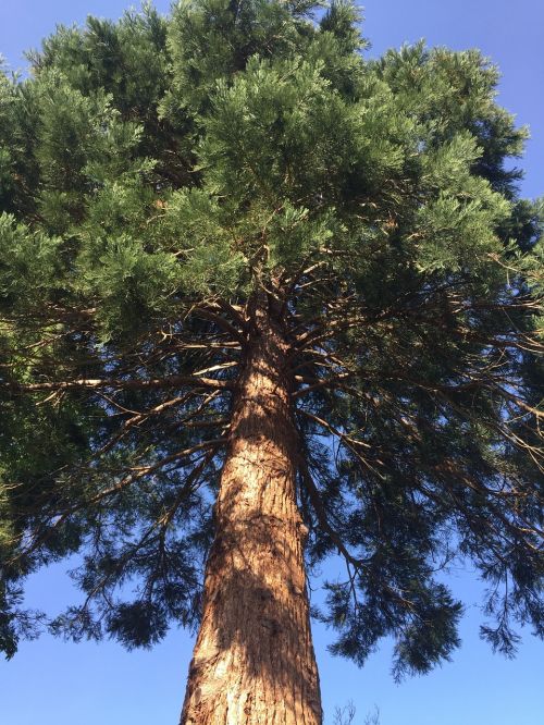 tree redwood tall