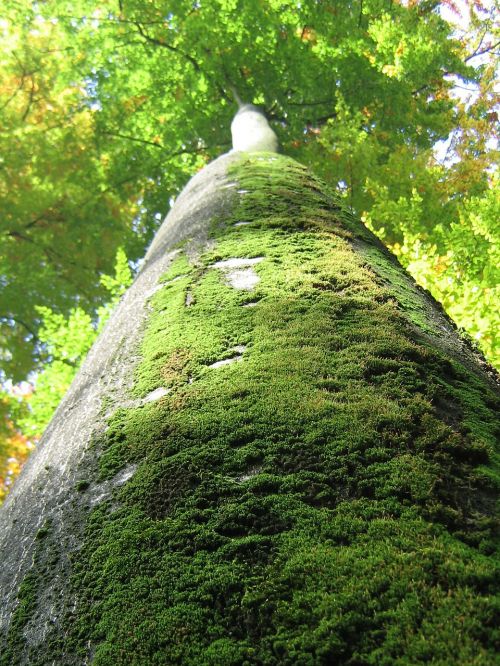 tree log nature