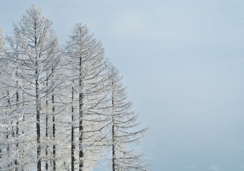 winter tree snow