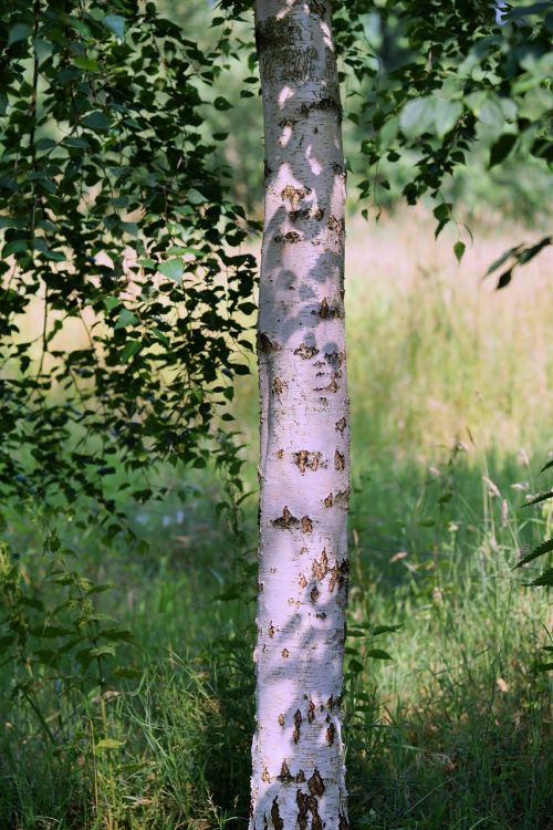 tree birch summer